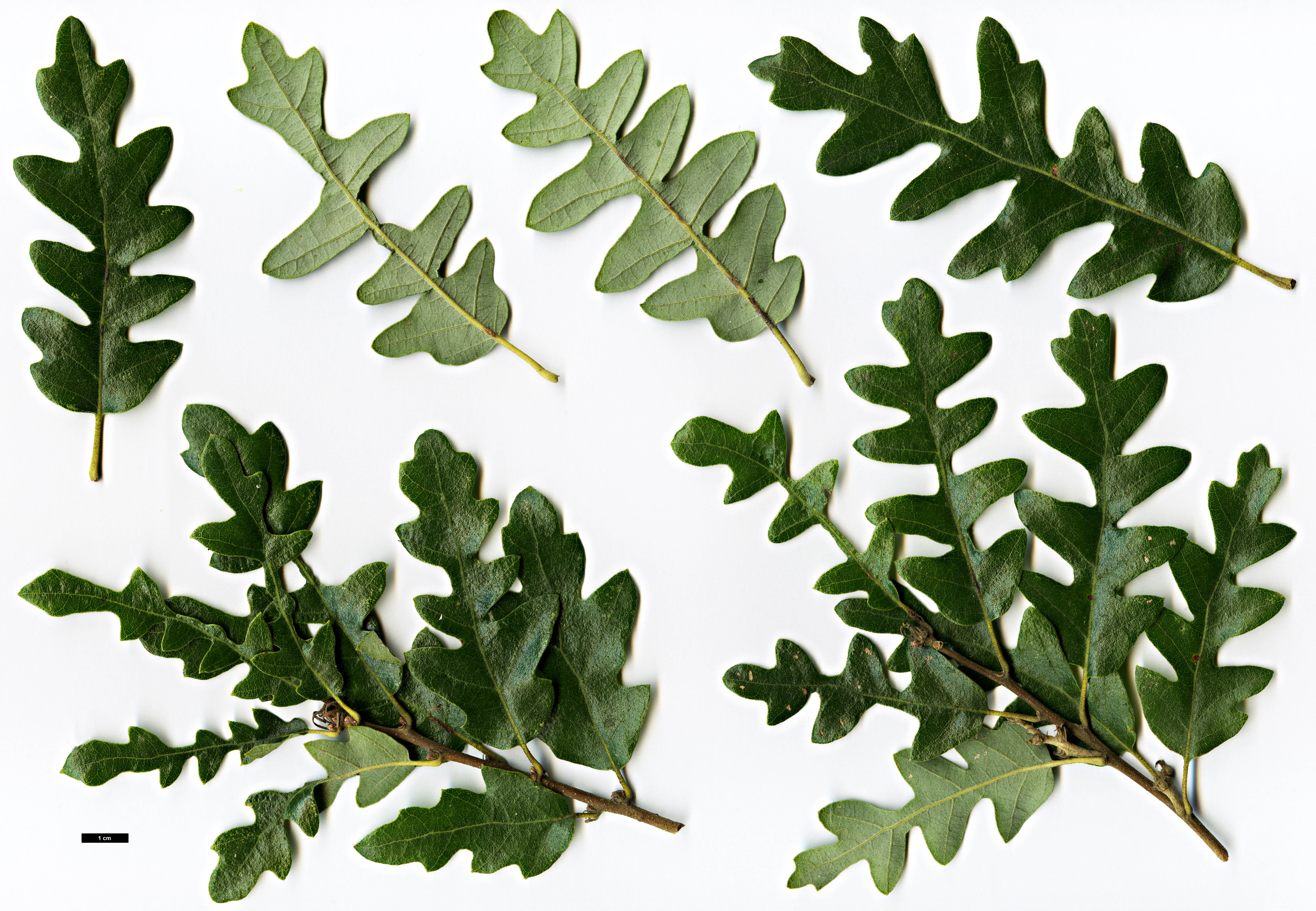 High resolution image: Family: Fagaceae - Genus: Quercus - Taxon: cerris - SpeciesSub: Laciniata Group